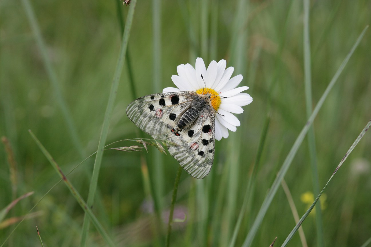 CC-BY-4 Gerrit Hendriksen